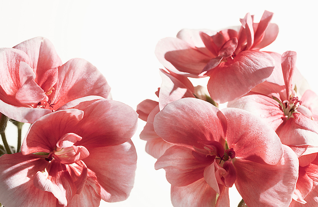 Burberry Fragrance - Photography by VICTORIA ZSCHOMMLER