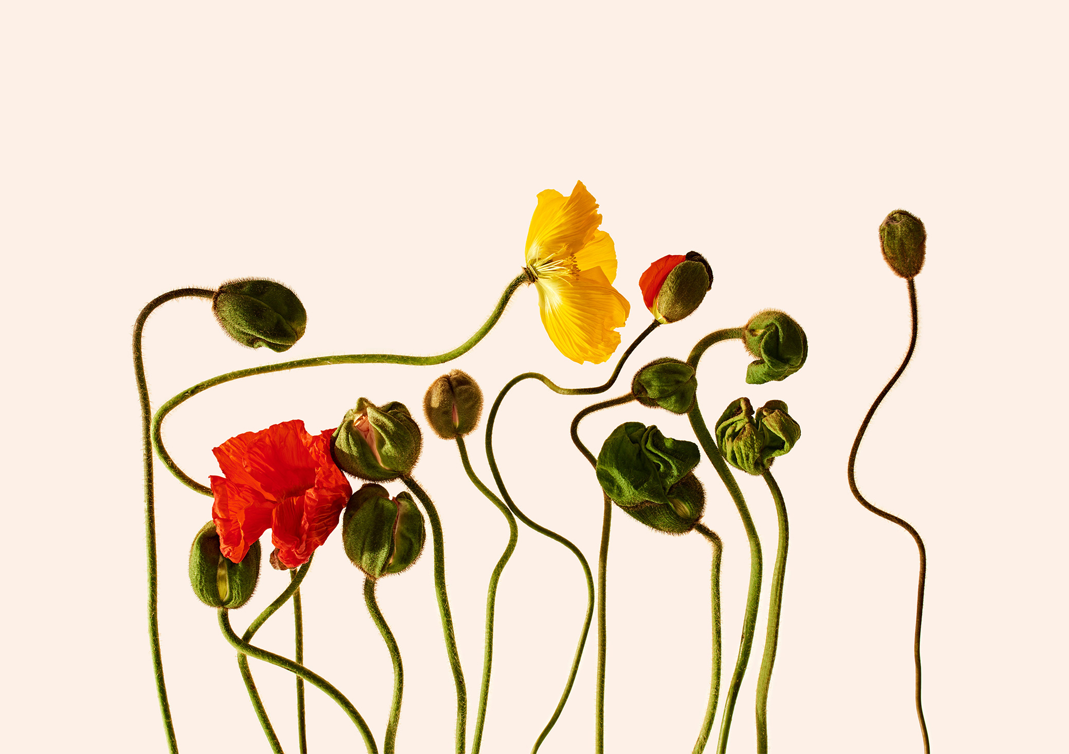 Orchard Piper - Photography by VICTORIA ZSCHOMMLER