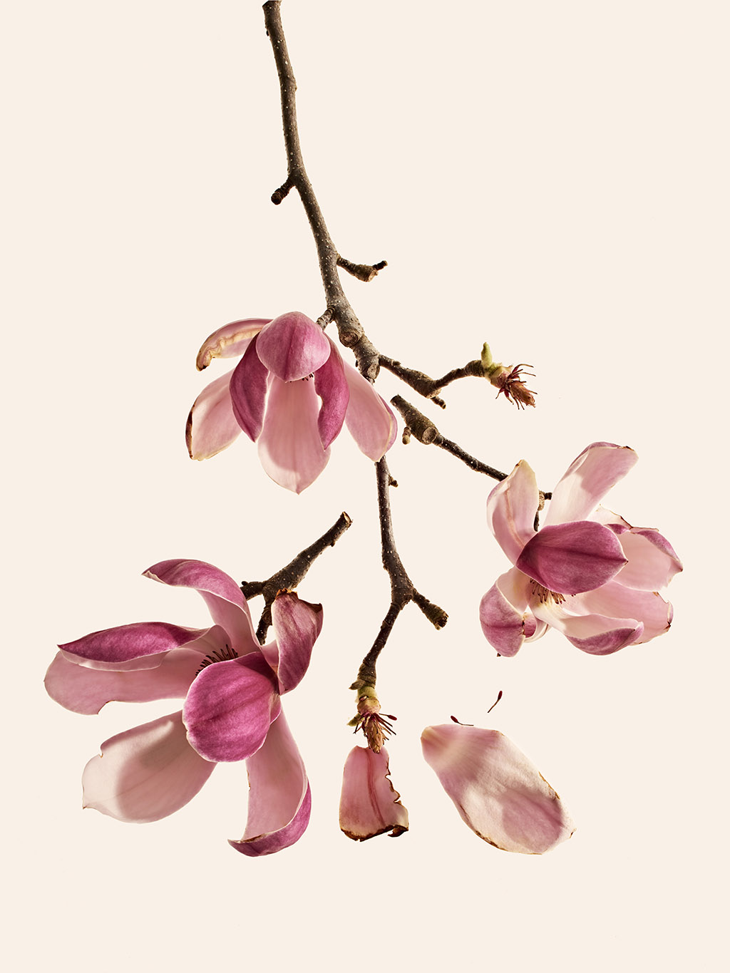 Orchard Piper - Photography by VICTORIA ZSCHOMMLER