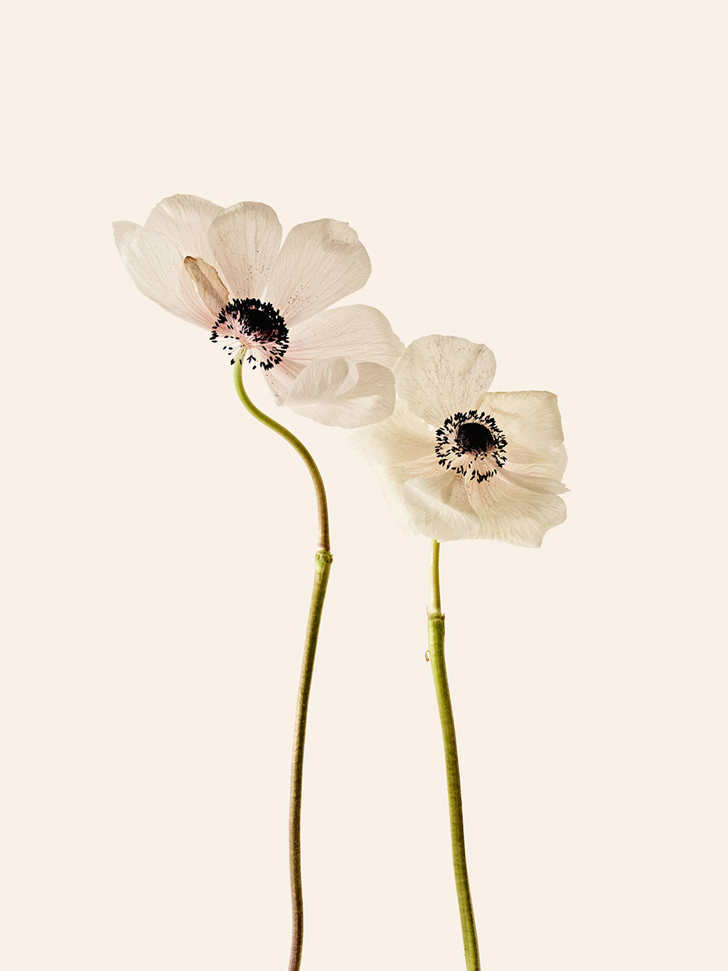 Orchard Piper - Photography by VICTORIA ZSCHOMMLER